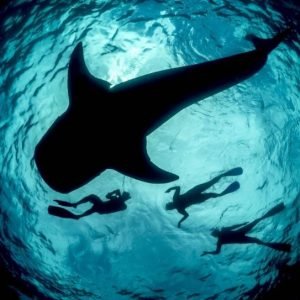 Whale Shark Island Special Trip – Maldives