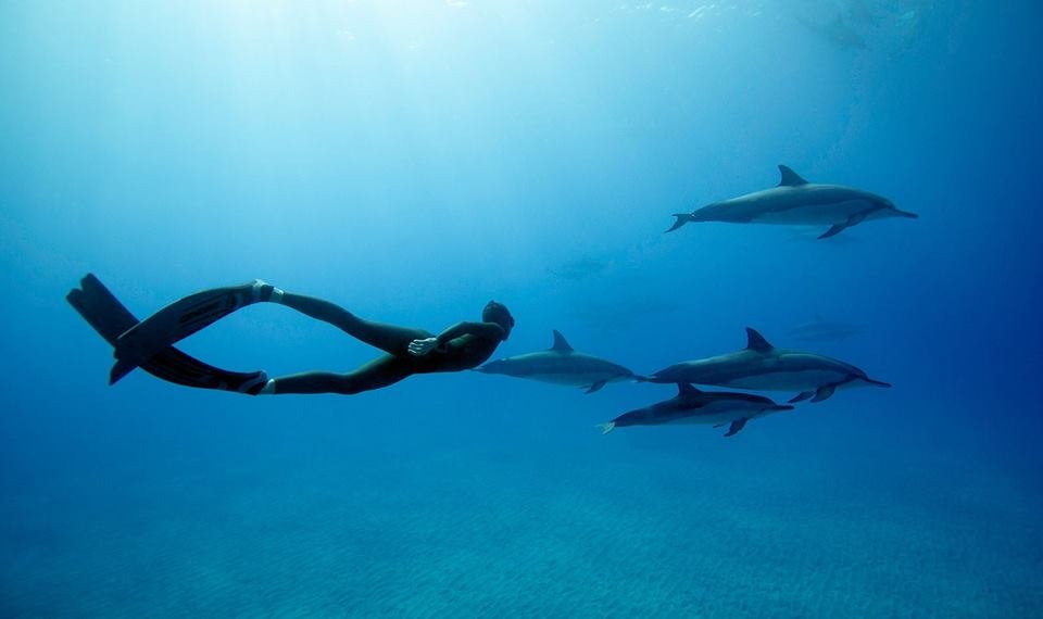 freediving with dolphins