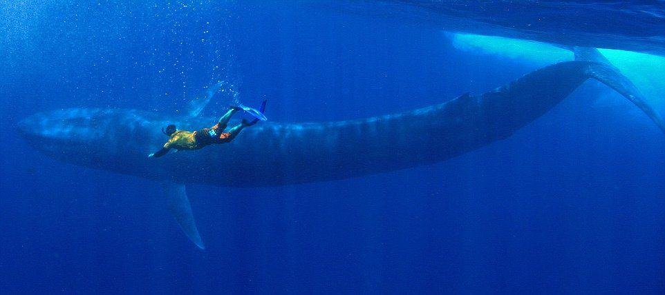 snorkelling with blue whales whales