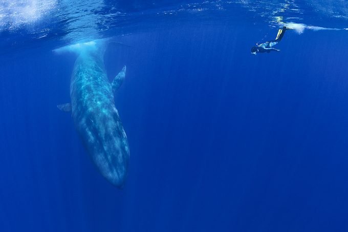 swimming with blu whales