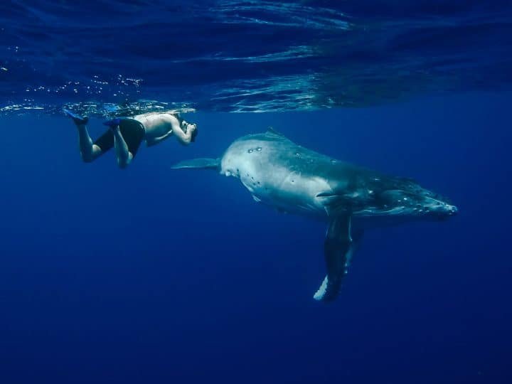 swimming and snorkelling with whales