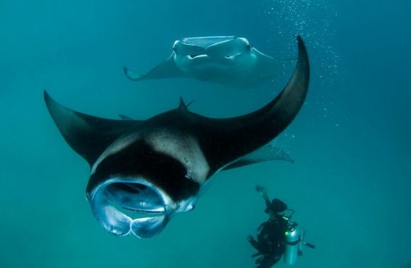 Scuba diving With Giant Manta Rays Maldives Special Expedition