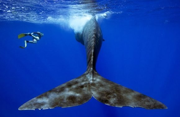 Learn Scuba diving & Go Snorkelling With Whales In Srilanka